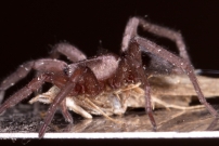 (Araneae - Gnaphosidae - Scotophaeus sp.)